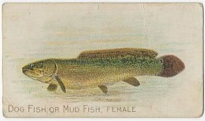 68 Dog Fish or Mud Fish Female